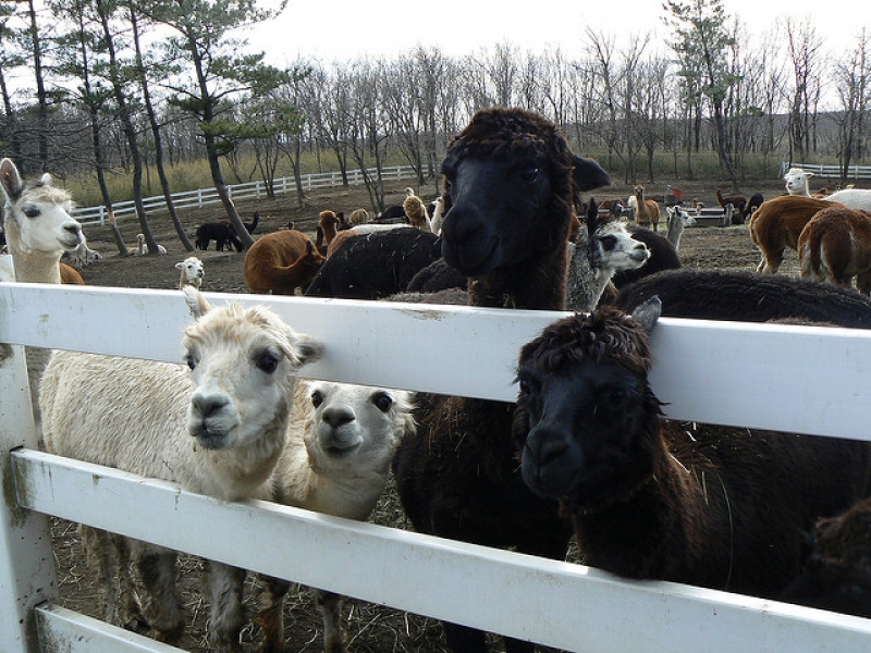 14 Animal Attractions, Parks and Islands to Visit in Japan