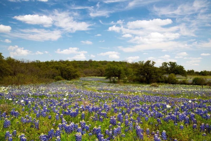 12 Best Spring Flower Fields Around the World & Where to Find Them