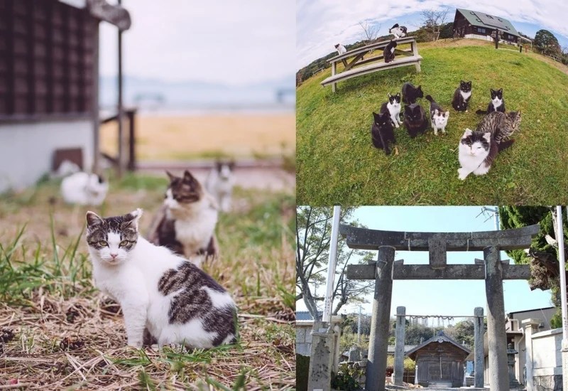 14 Animal Attractions, Parks and Islands to Visit in Japan