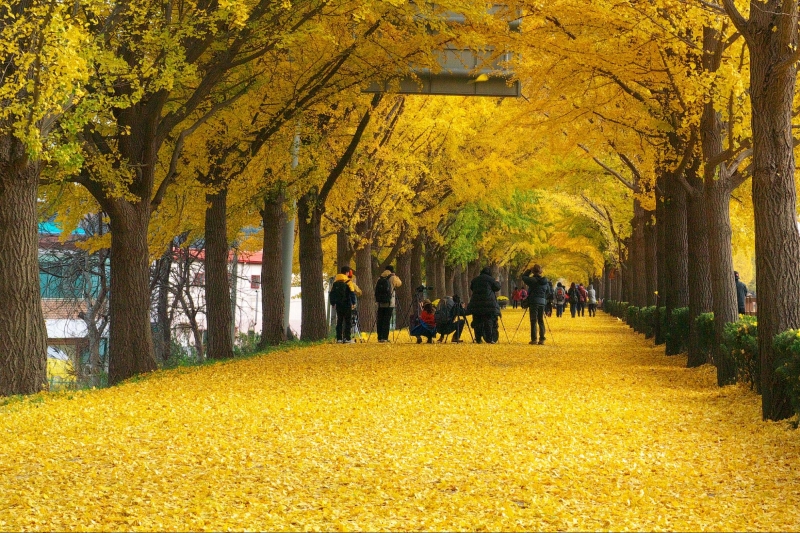 9 Places to Visit in Korea that Look Even More Stunning in Autumn