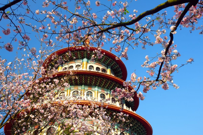 Cherry Blossoms in Taiwan Everything You Need to Know Before Going