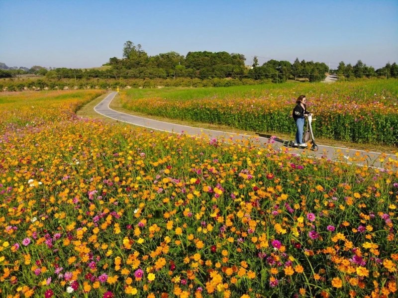 Thailand Flower Farm Best Flower Site