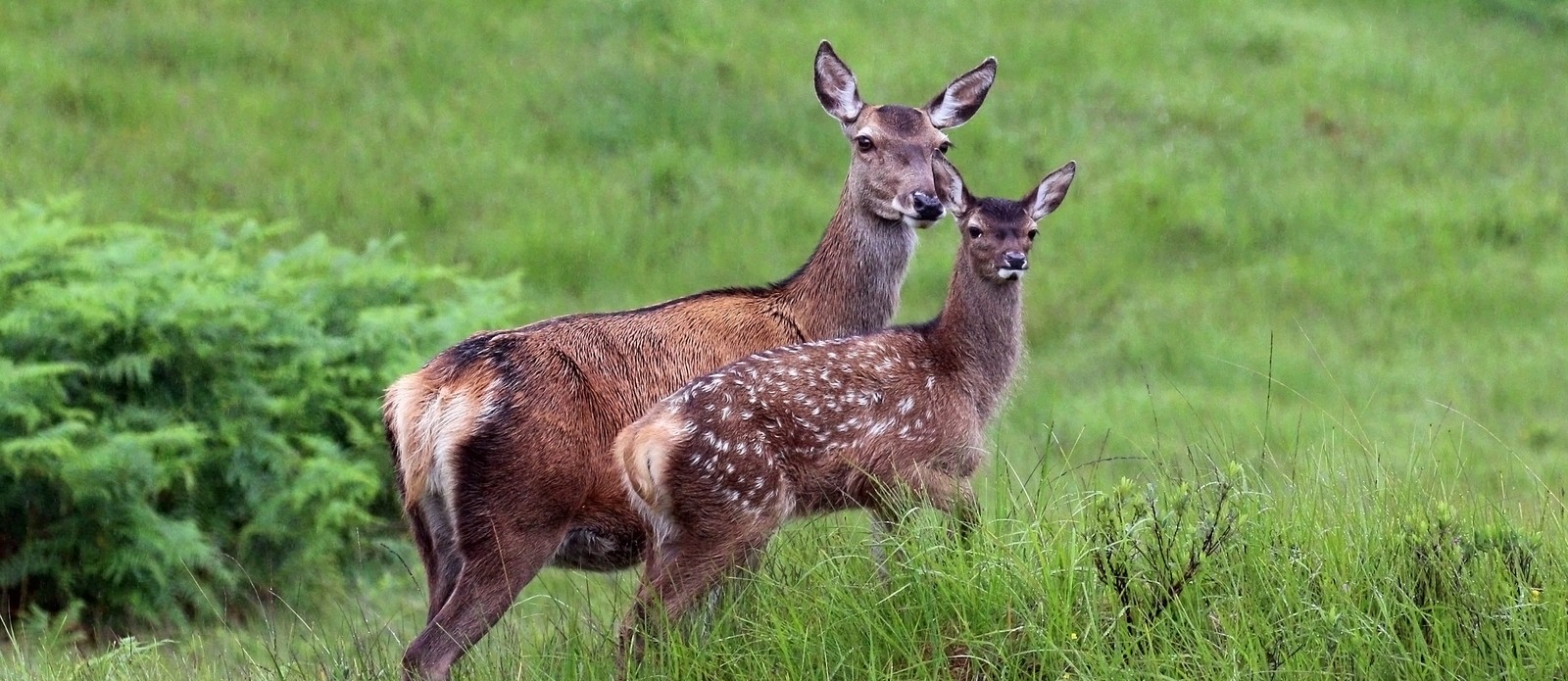 What is a group of deer called?