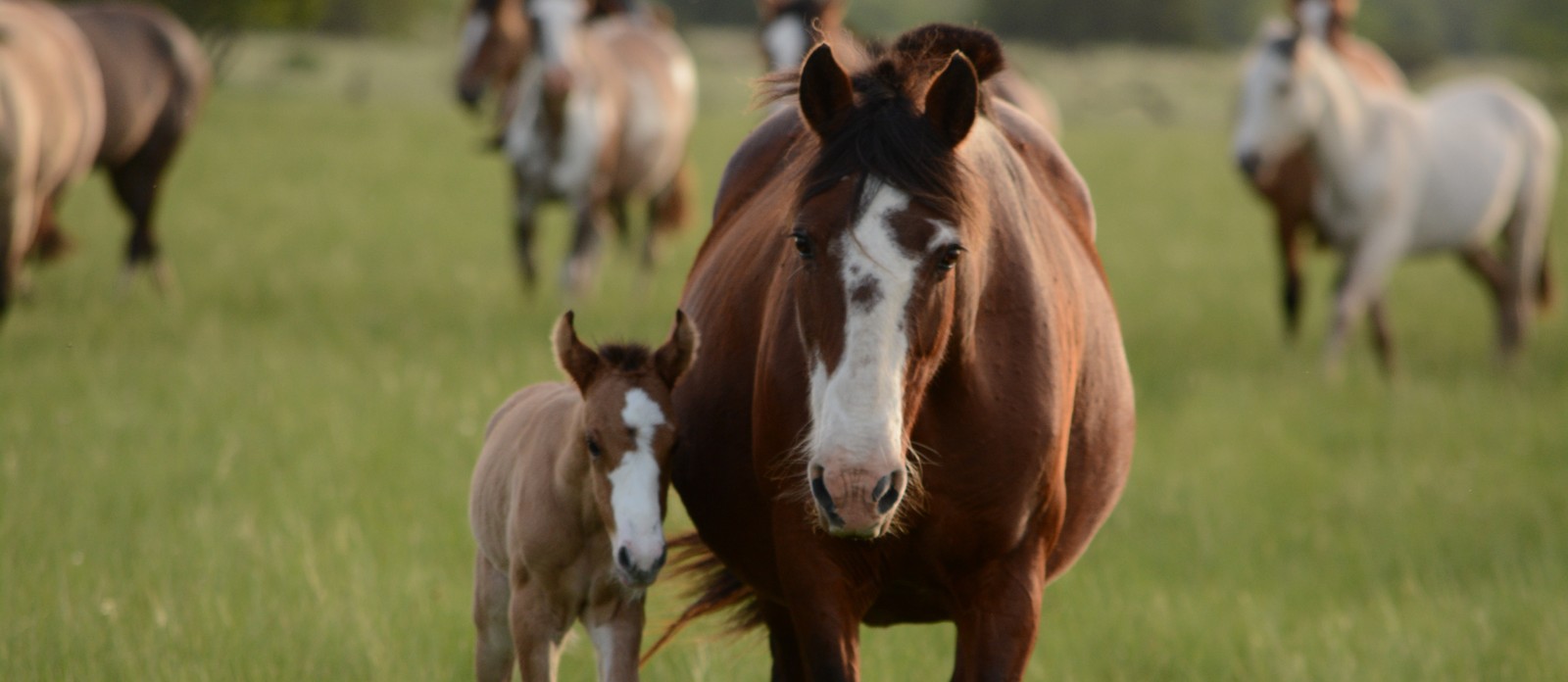 What is a young horse called?