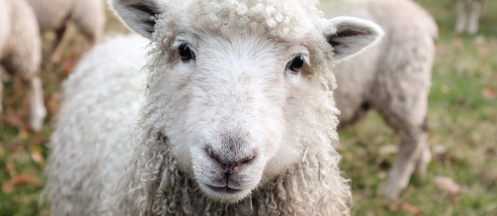 In which decade was Dolly the Sheep cloned?
