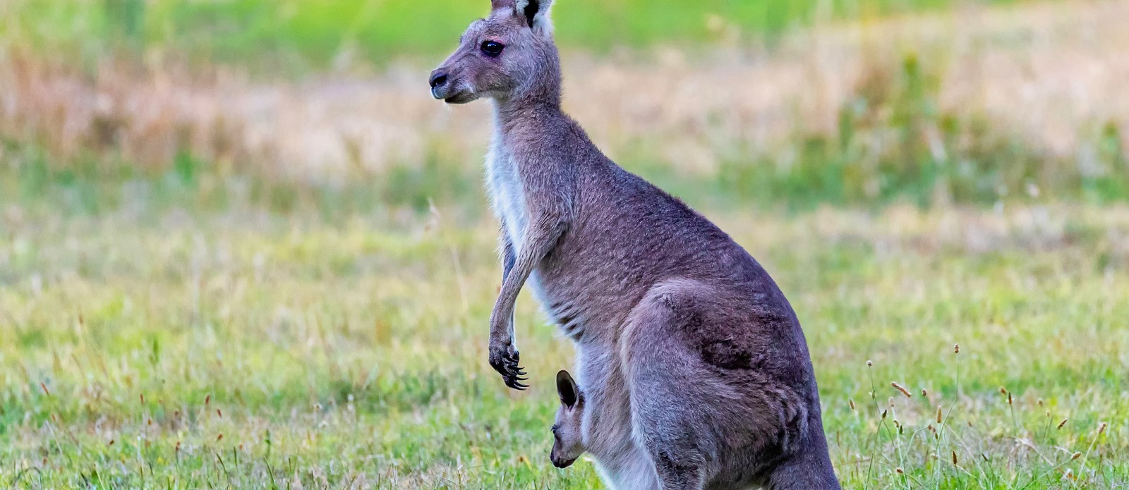 Kangaroos are found mostly in which country?