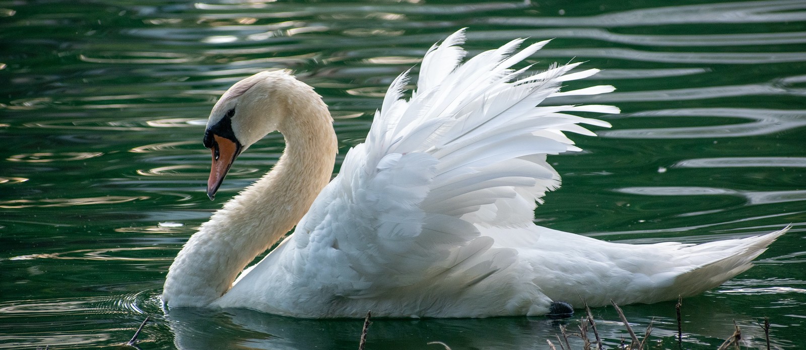 What is a baby swan called?