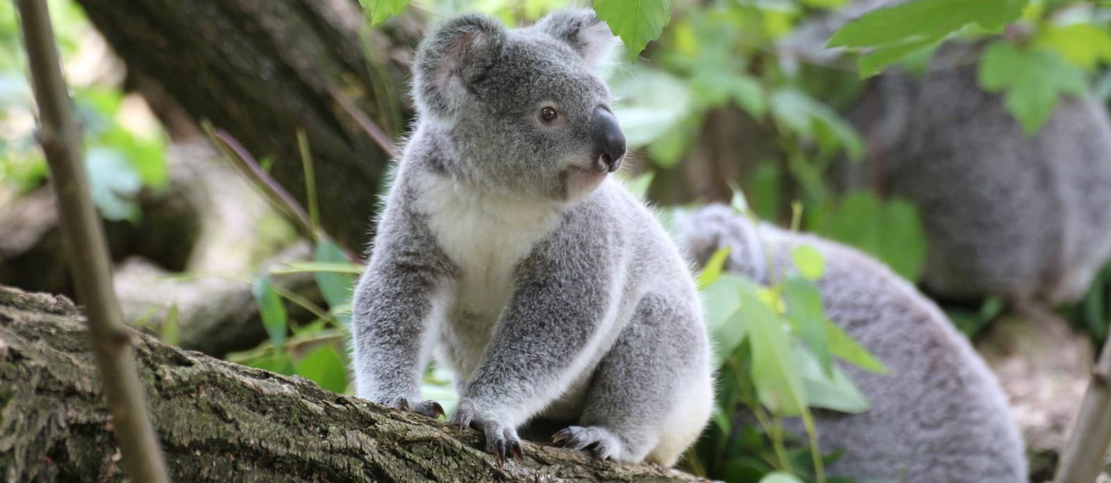 What do koalas usually eat?