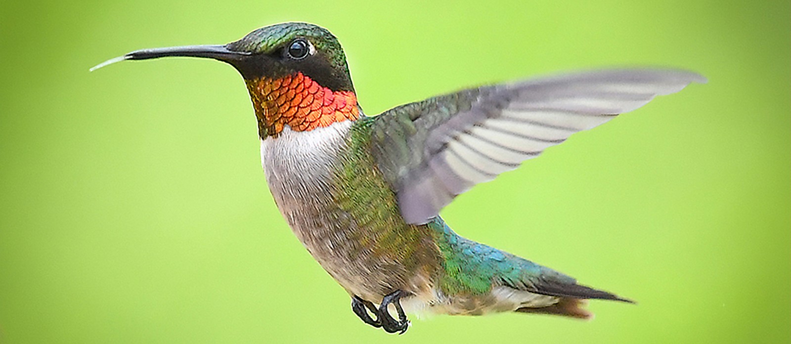 What bird record does the ruby hummingbird hold?