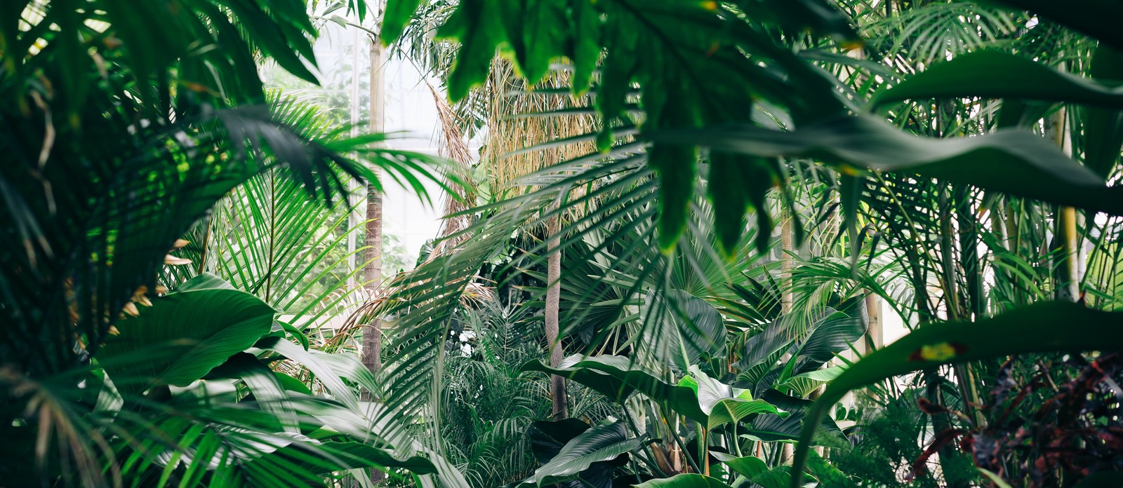 Who teaches Mowgli about "the bare necessities" in the Jungle Book?