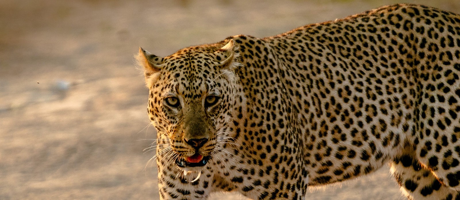 How fast is a cheetah estimated to be capable of running?