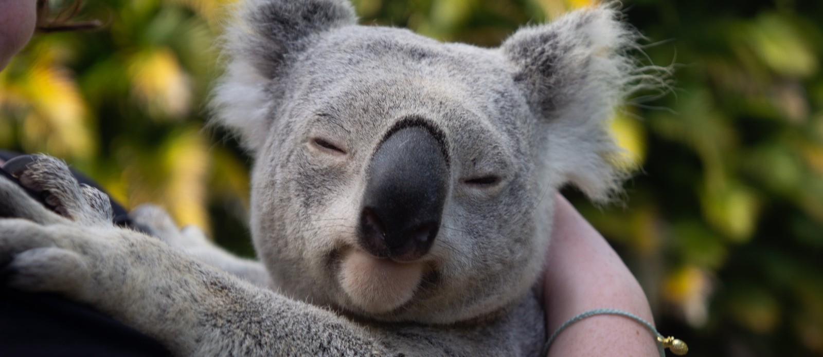 On average, how many hours a day does a Koala spend sleeping?