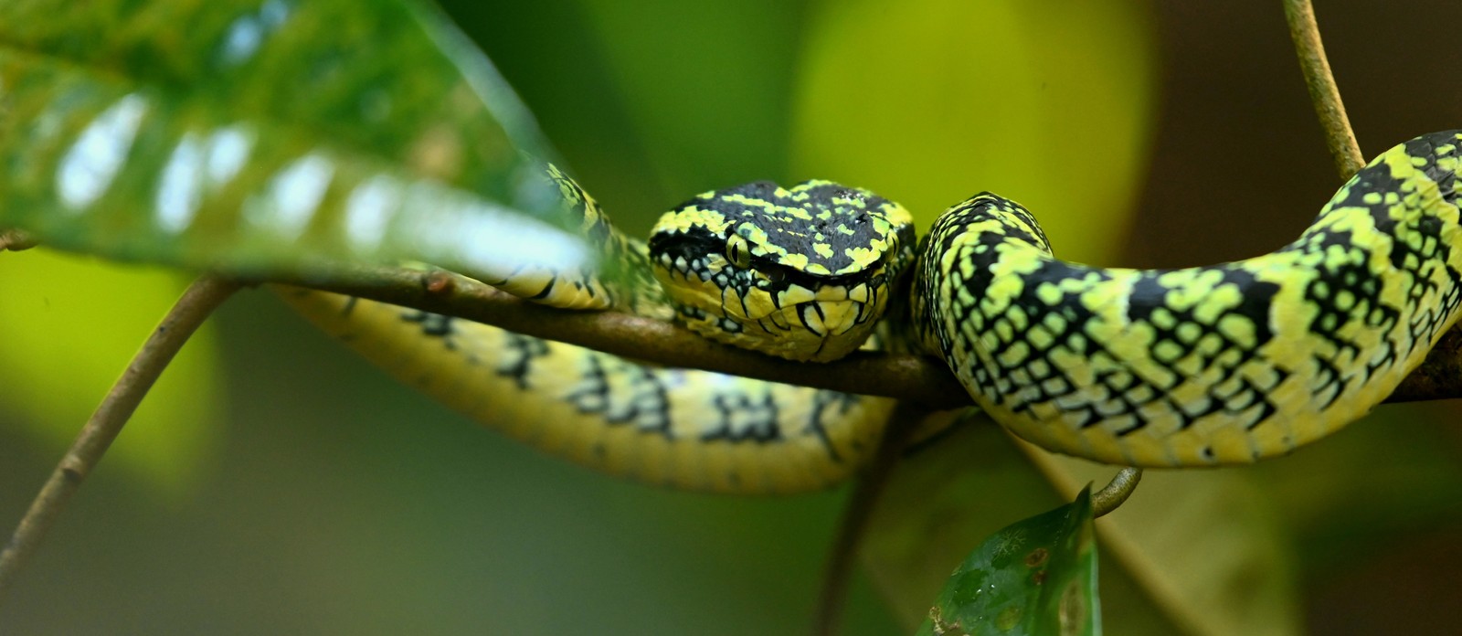 Which of the following is a viper found in Africa?