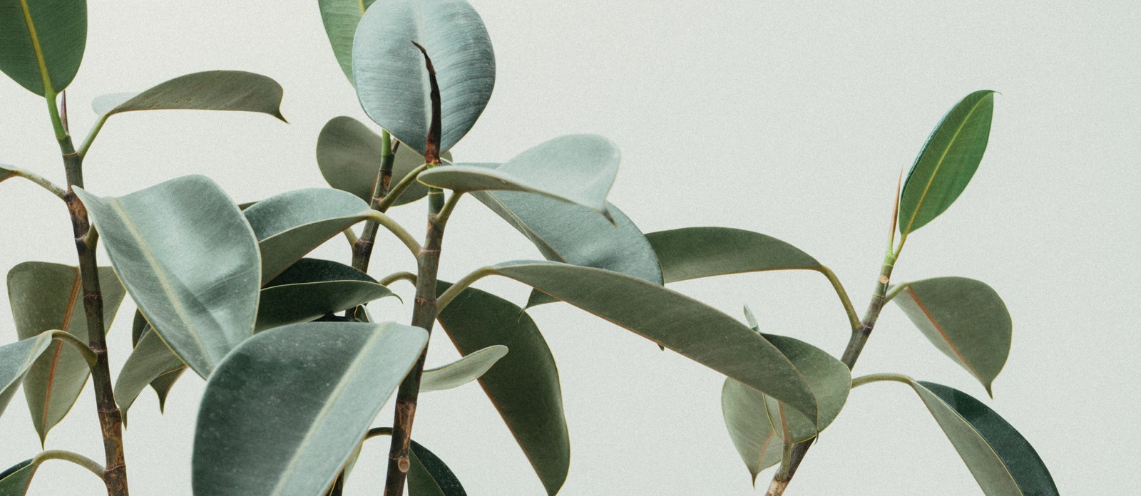 The caffeinerich seeds of which plant are a stimulant?