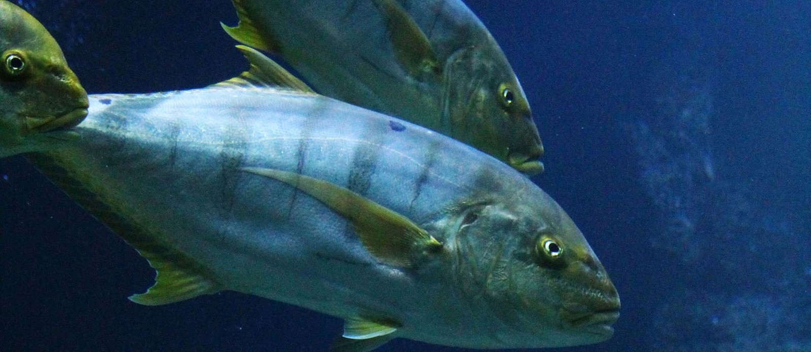 How long is the life cycle of the Yellowfin tuna?