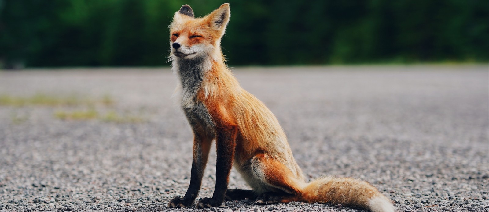 What is the average lifespan of a fox in captivity?