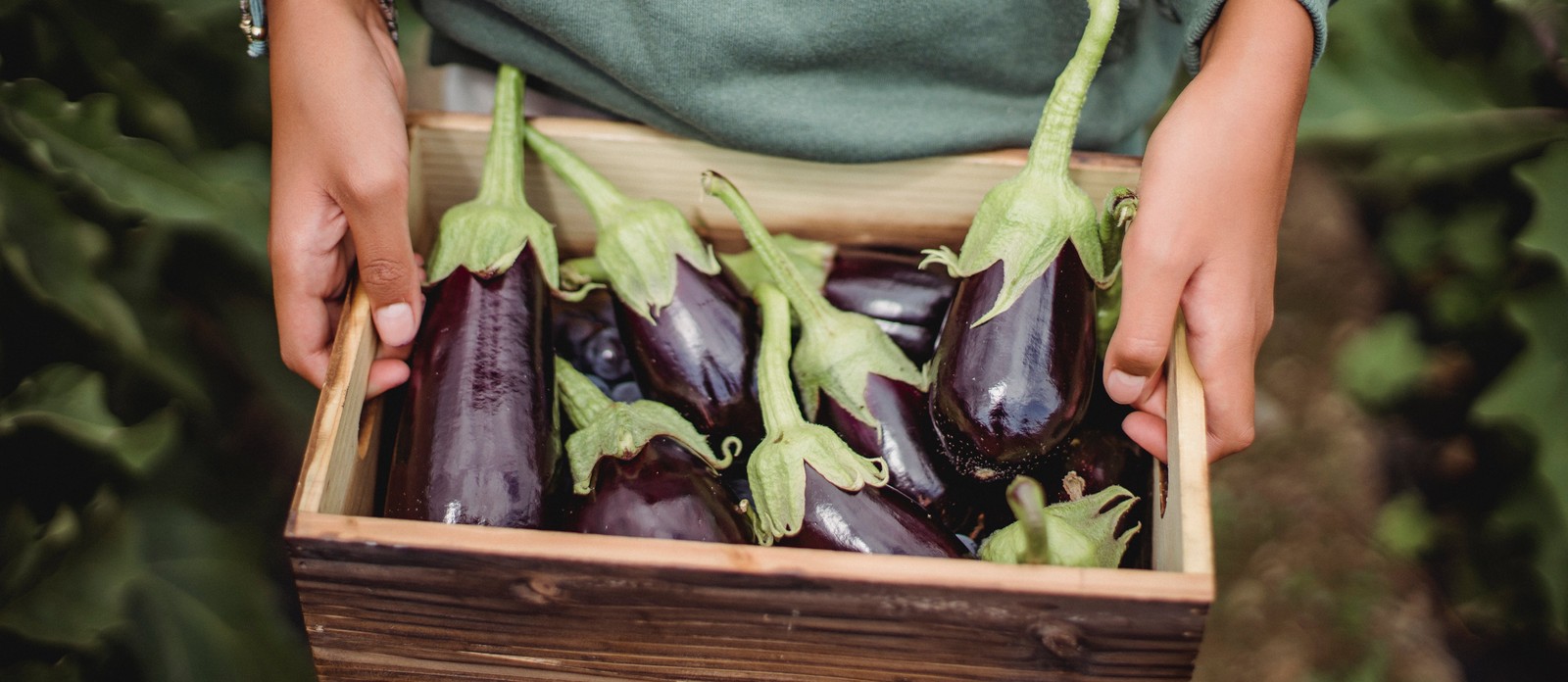 To which family does the Eggplant belong?