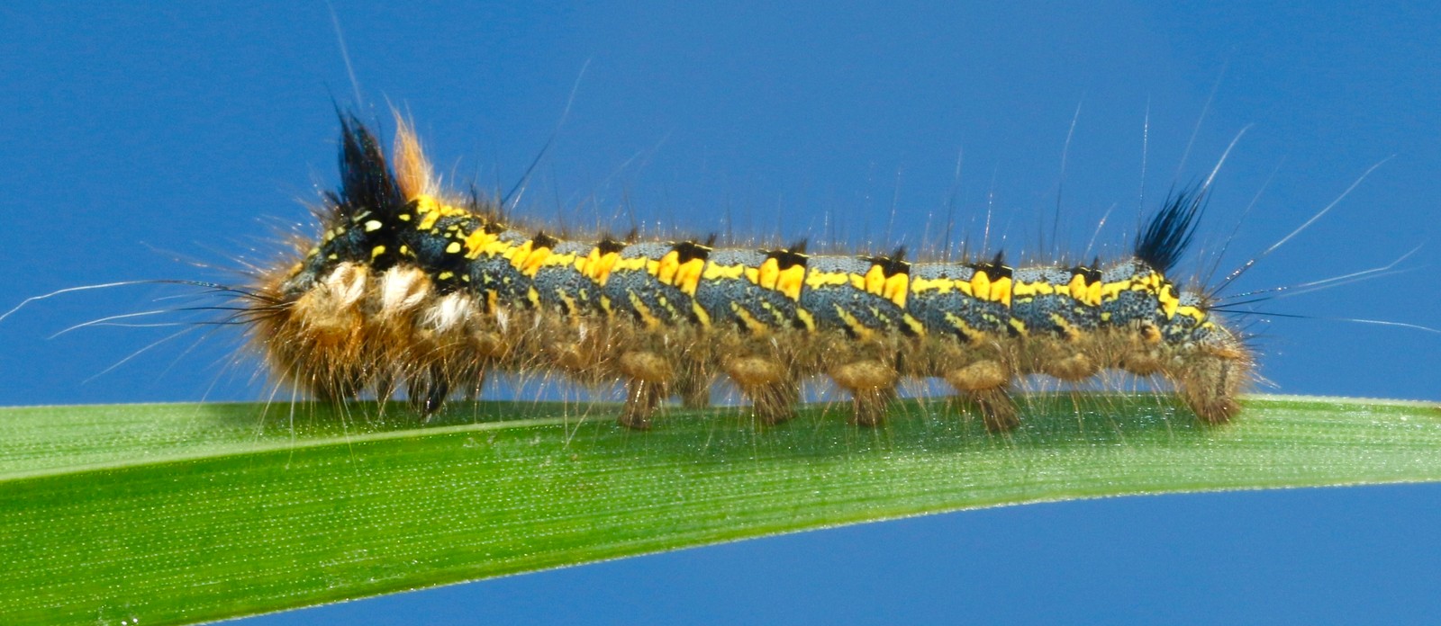 Which of these creatures has the fewest legs?