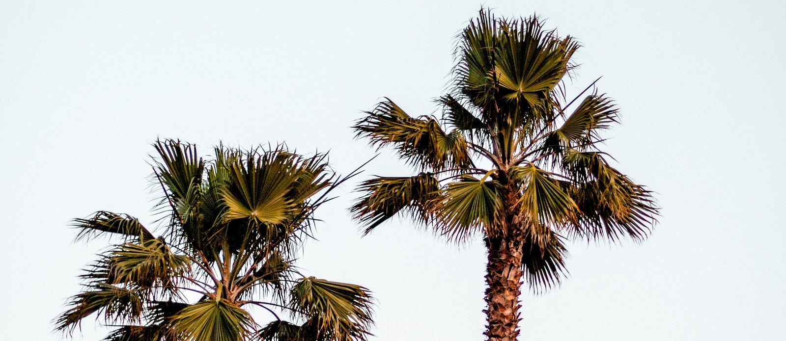 Besides coconuts, which of these fruits also grows on palm trees?