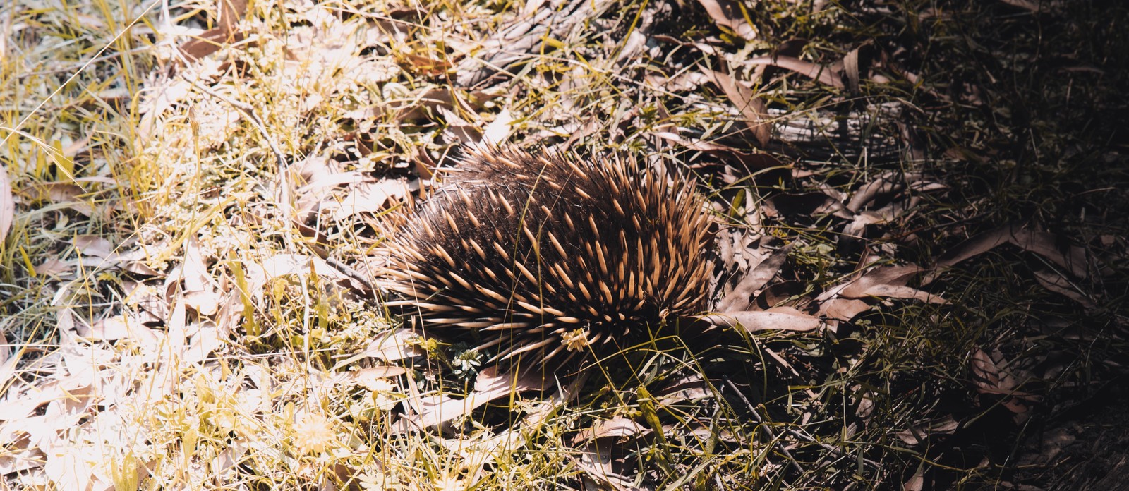 What is another name for a spiny anteater?