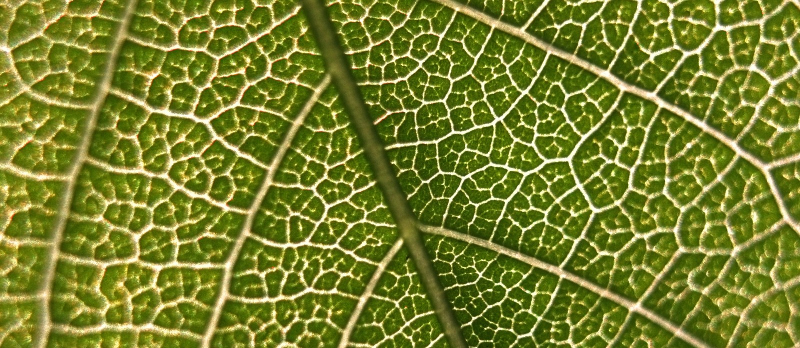 What metal is present in chlorophyll?