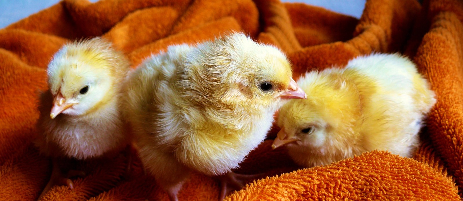 What is a baby chicken called?