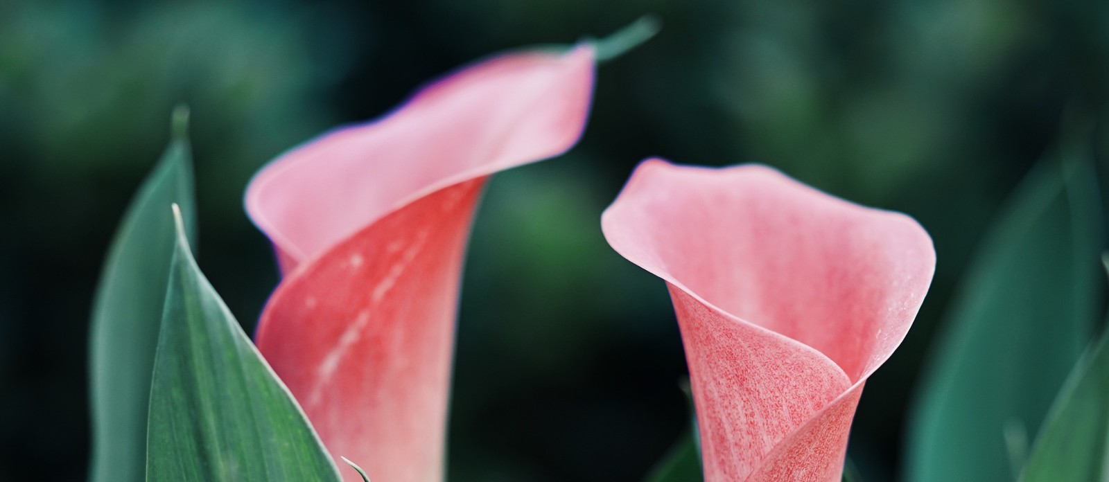 Flowers that contain both stamens and carpels are called what?