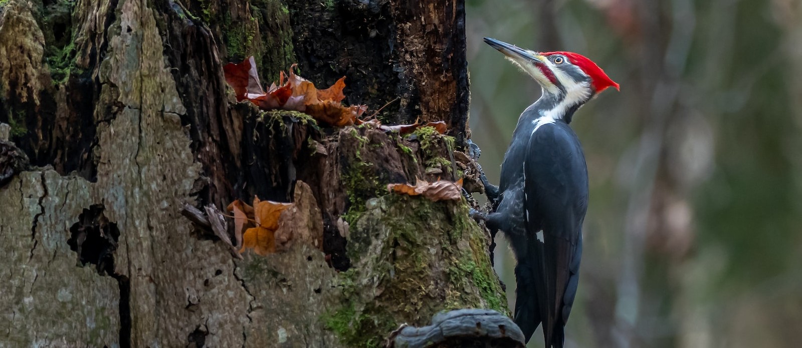Why Do Woodpeckers Peck At Metal Chimneys at John Willard blog