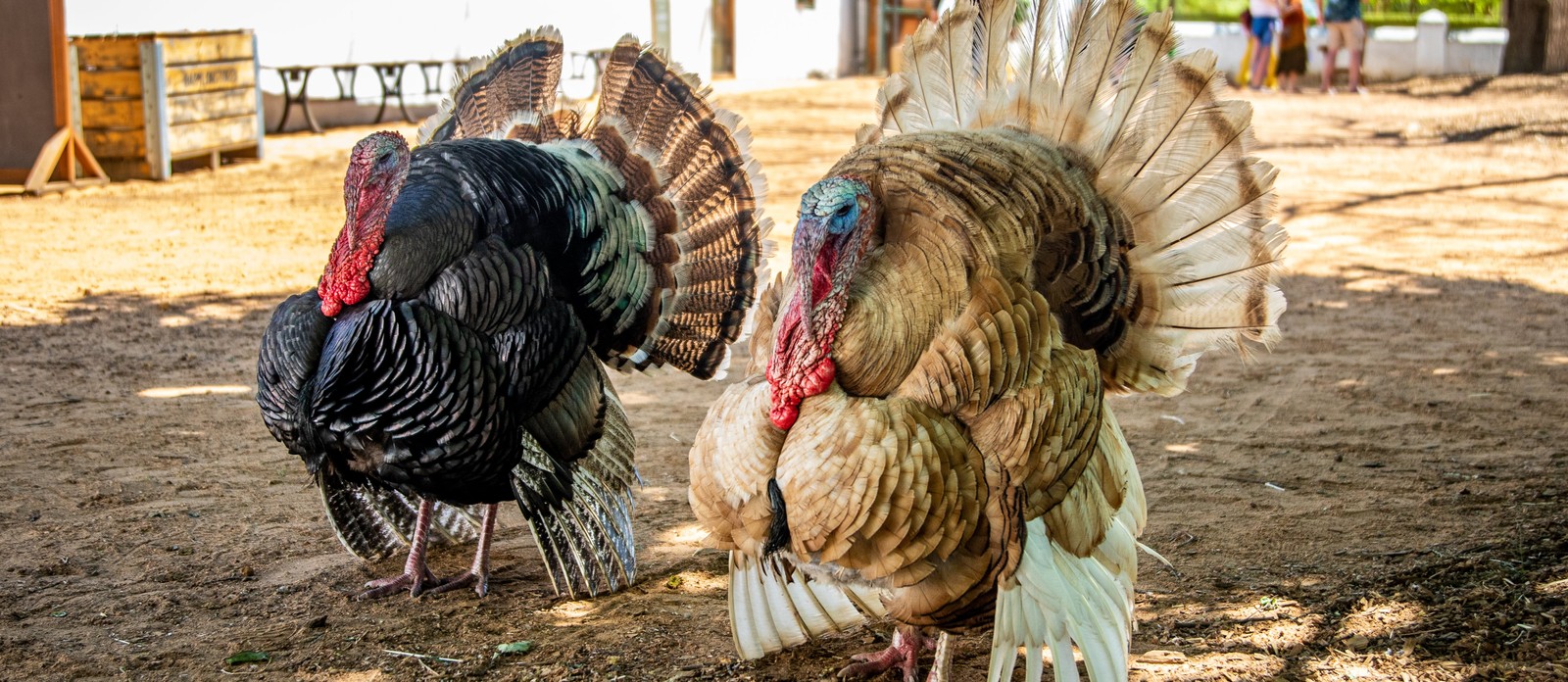 Which U.S. state produces the most turkeys?
