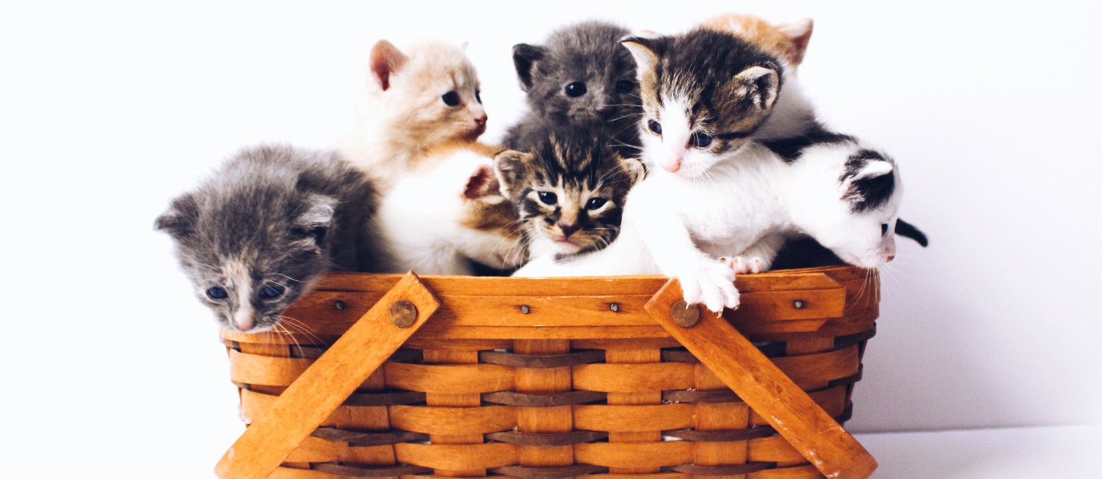 What is a group of cats called?