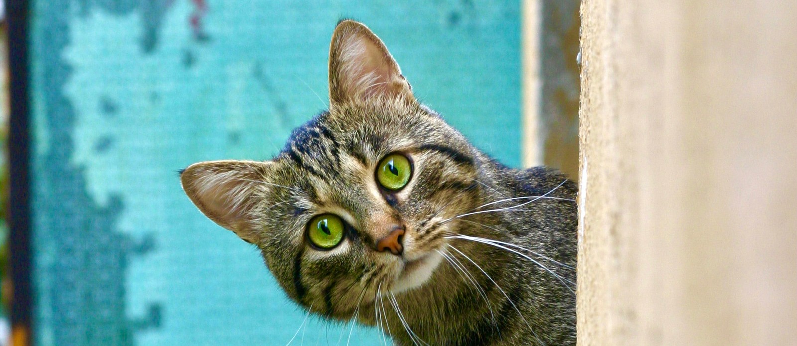 Through which part of their body do cats sweat the most?