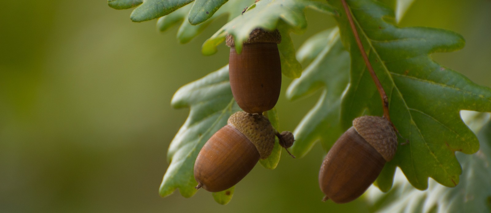 About how long does it take for an oak tree to start producing acorns?