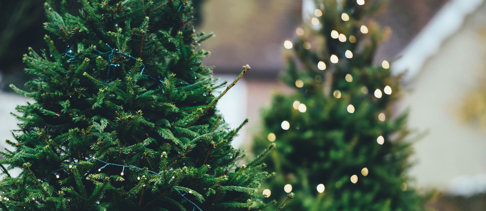 When were Christmas trees first sold in the United States?