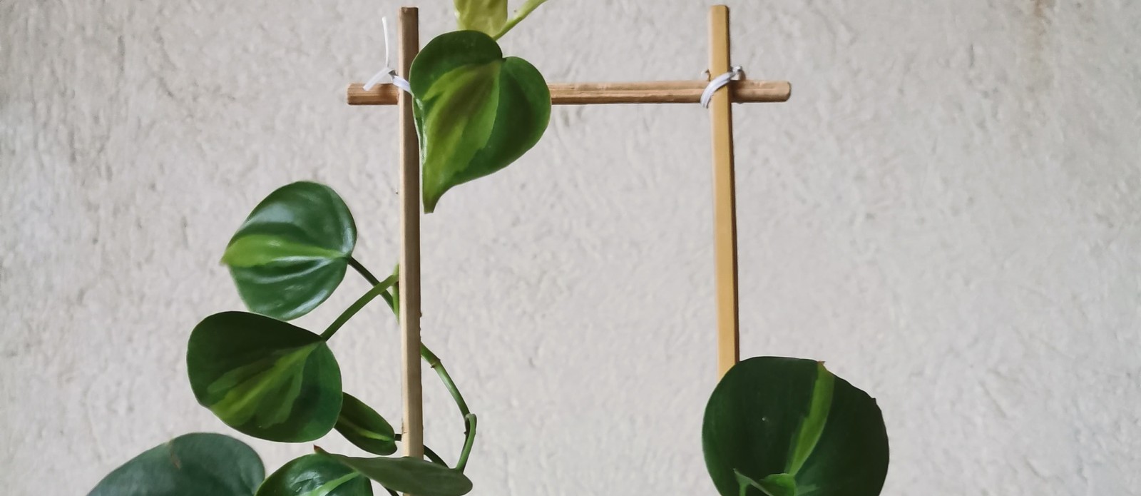 Which of these garden tools helps plants grow vertically?