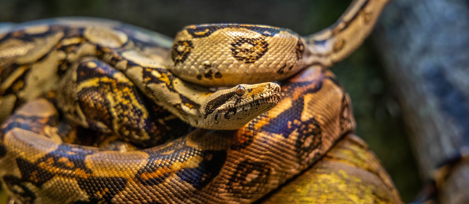 What is a group of snakes called?