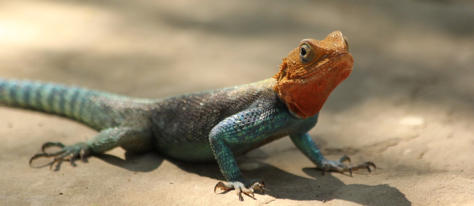 What is the name of a group of lizards?