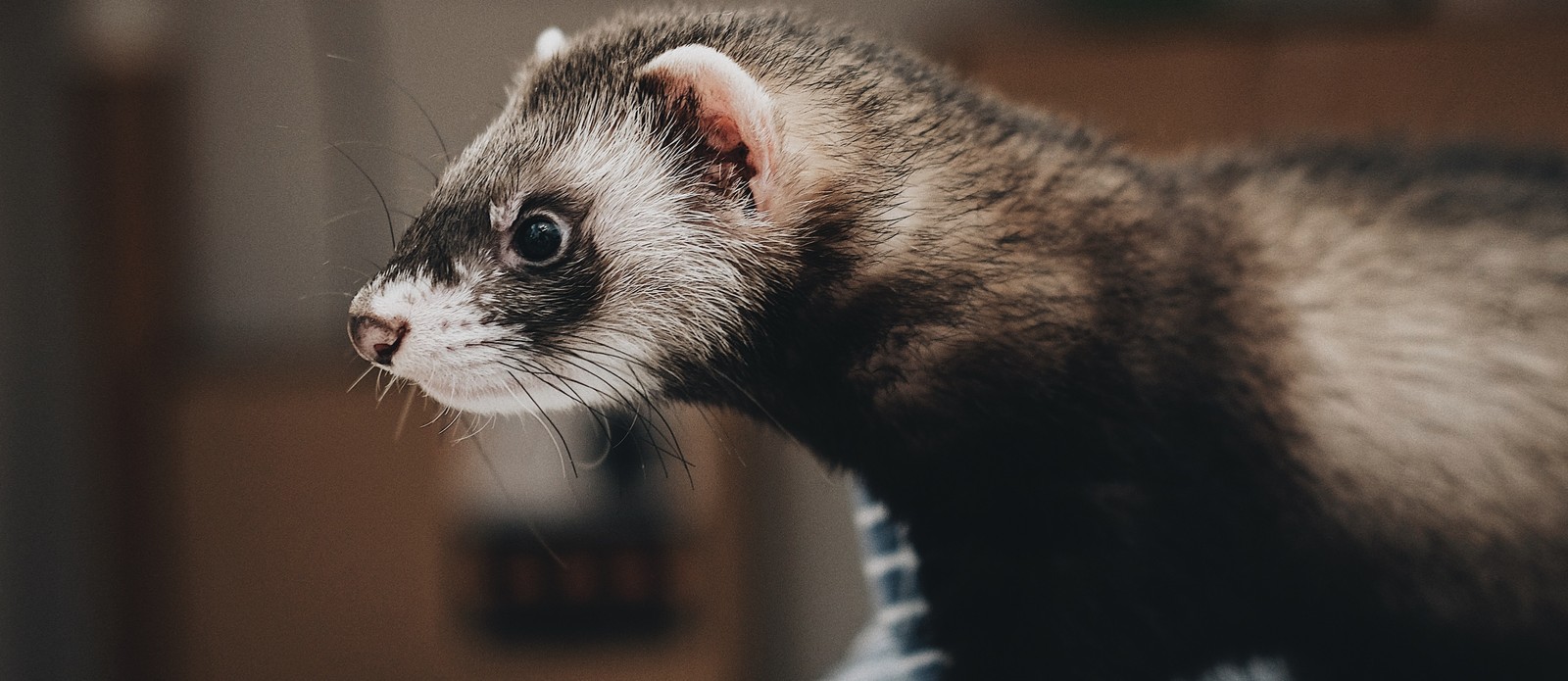What is a group of ferrets called?