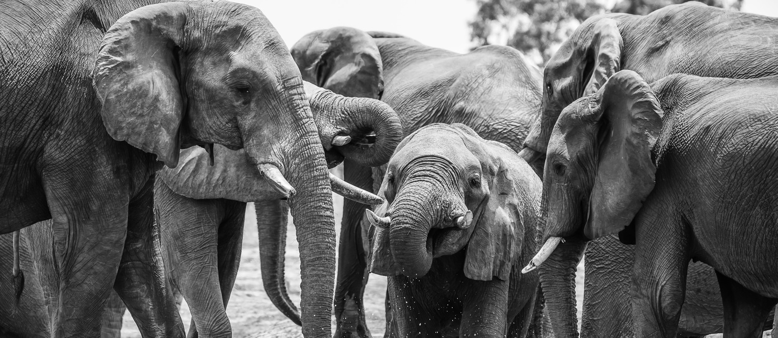 What do you call a group of elephants?