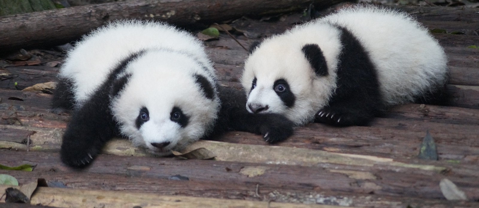 How much do baby pandas weigh at birth on average?