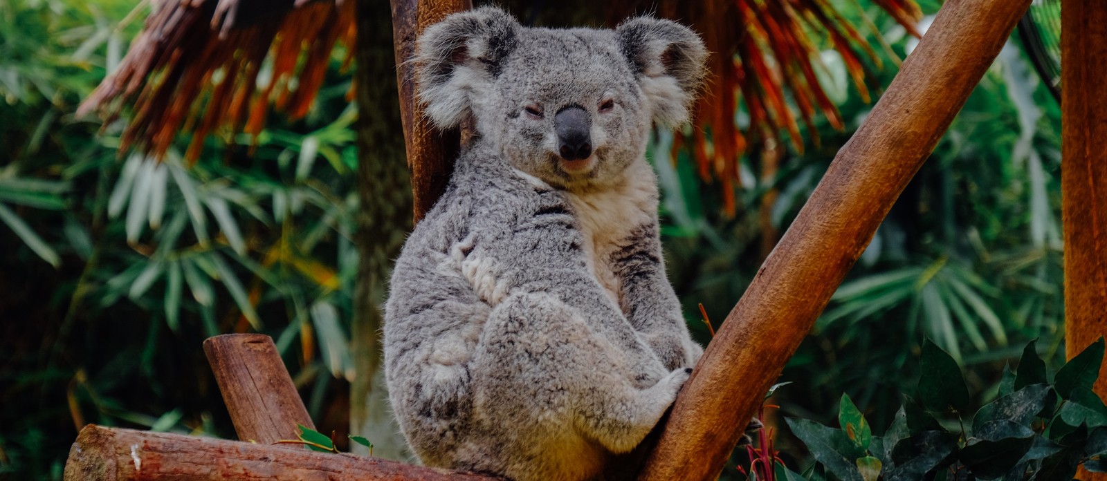 Which of these tree leaves is toxic to most animals except the koala?