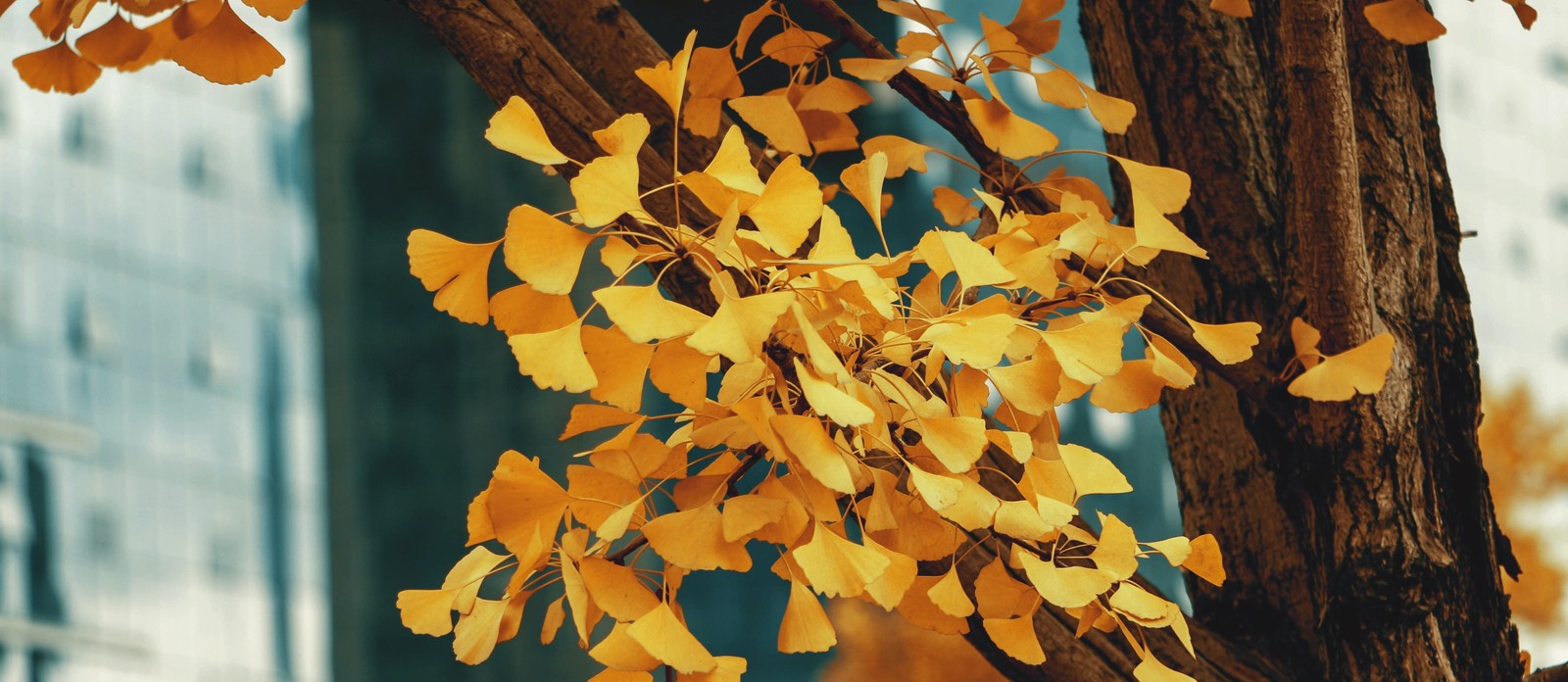 What can a plant's leaf yellowing mean?