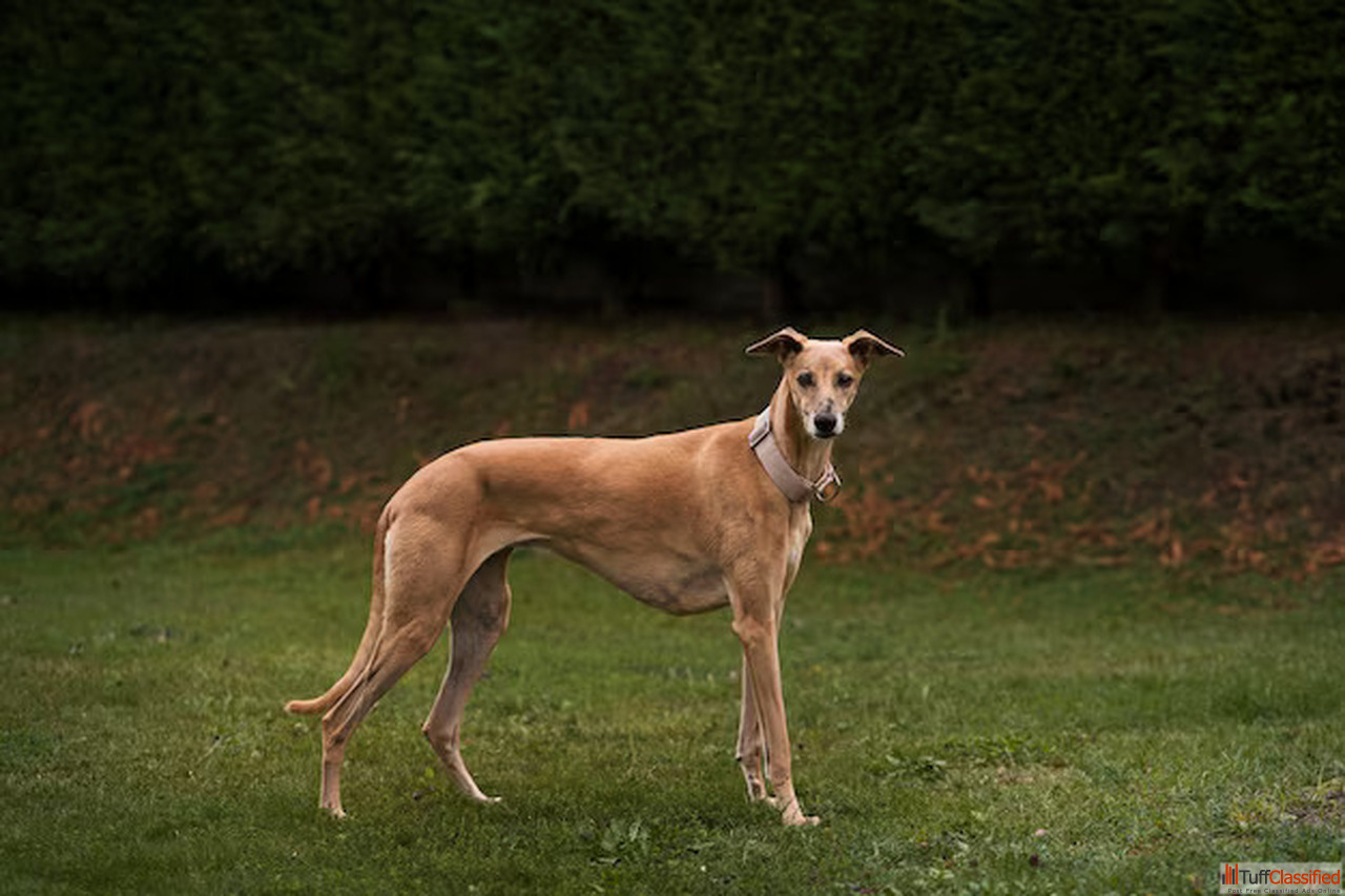 Free Classifieds Ads In India Buy/Sell/Rent Tuffclassified