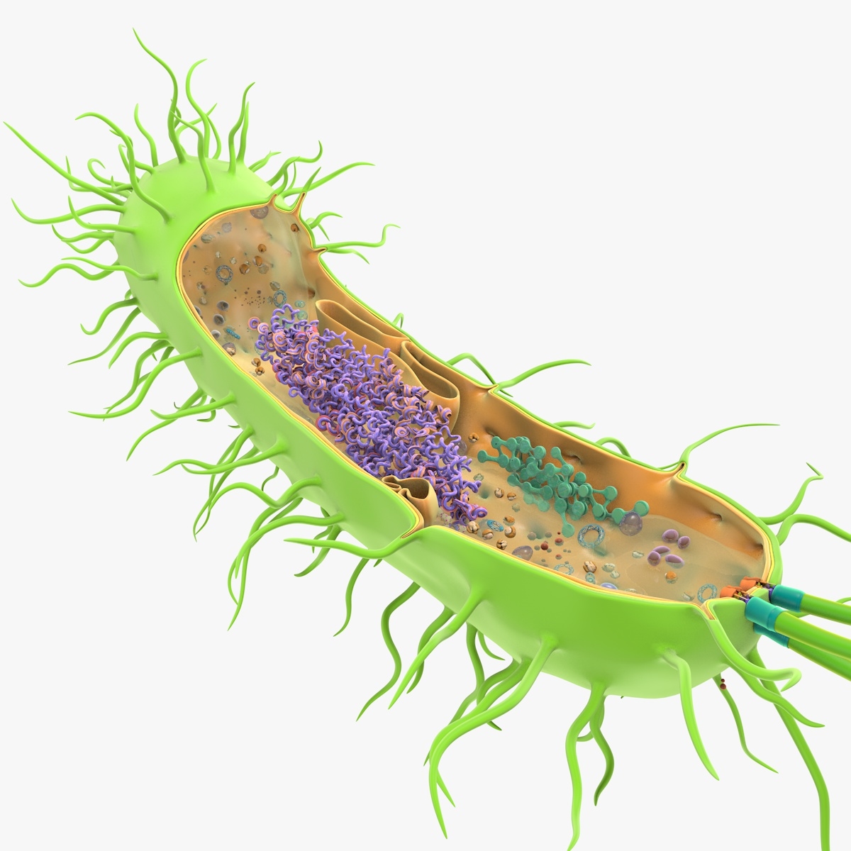 Prokaryotic cell ribosomes model 1149003 TurboSquid
