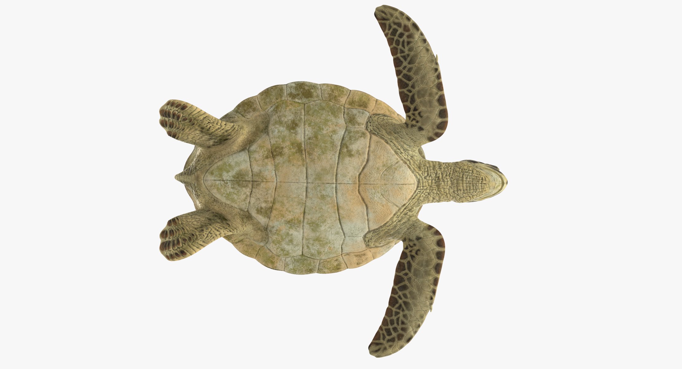 3D sea animals 01 TurboSquid 1175310