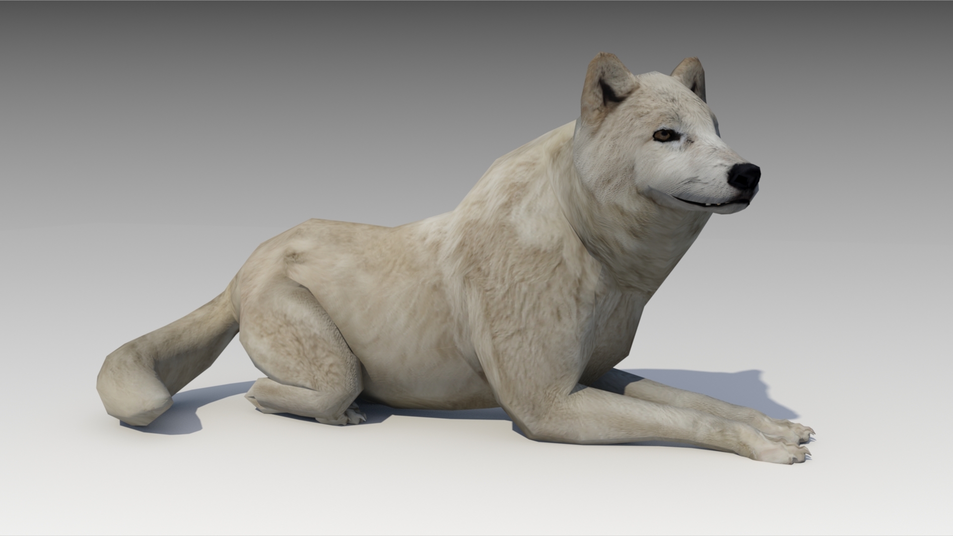 Arctic wolf model TurboSquid 1213245