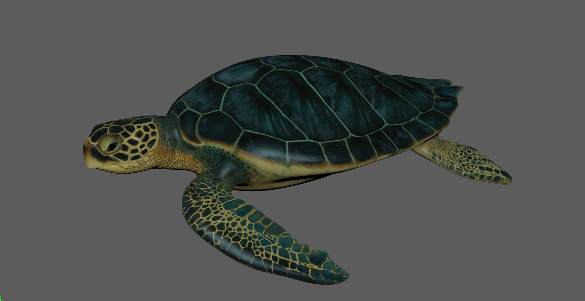3D model photorealistic green sea turtle TurboSquid 1222841