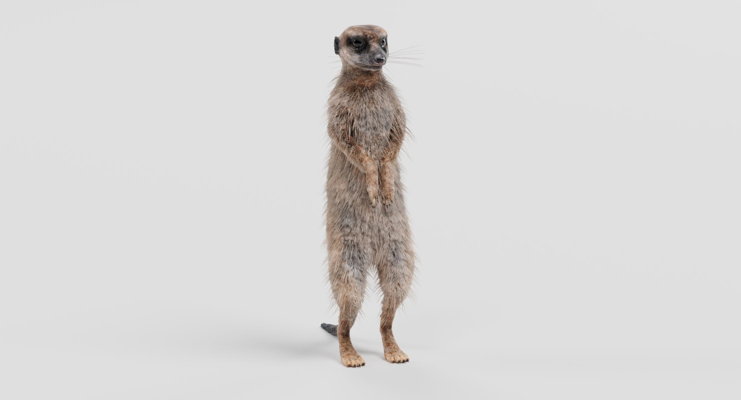 3D meerkat suricata suricatta TurboSquid 1223419