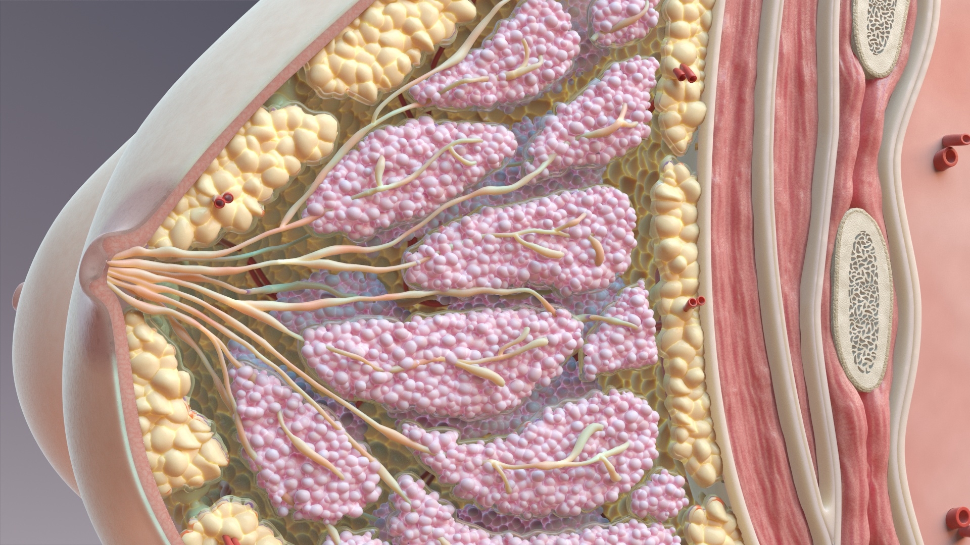 Breast cross section 3D model TurboSquid 1237788