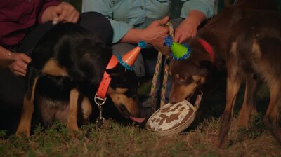 Episode Four Muster Dogs S01E04 TVmaze