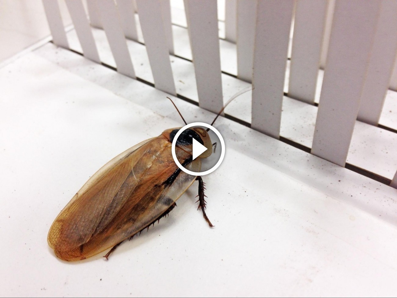 UC Berkeley developing robot cockroach able to navigate itself TweakTown